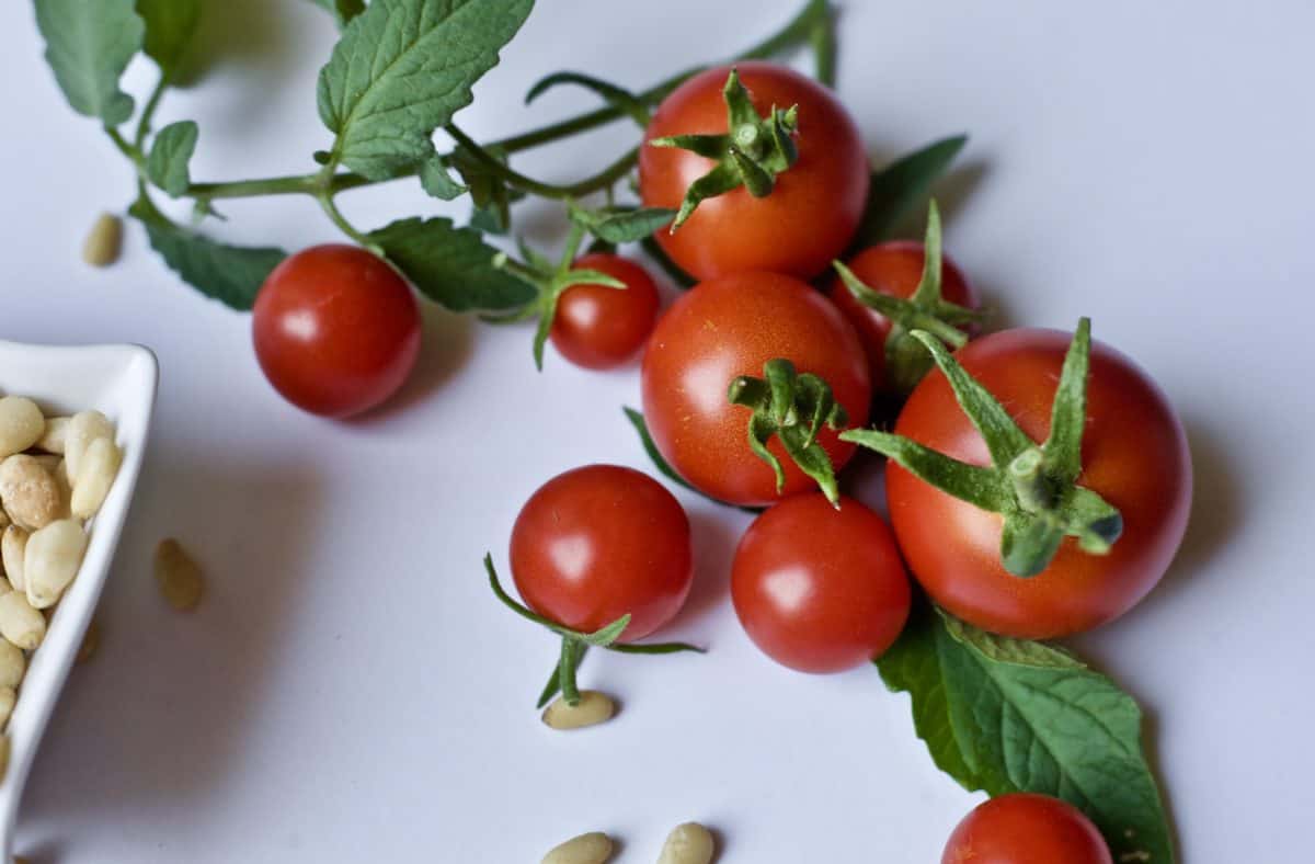 garden tomatoes on the vine