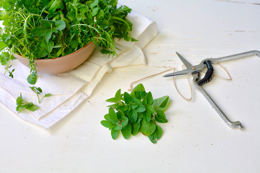 bundle of fresh herbs with scissors