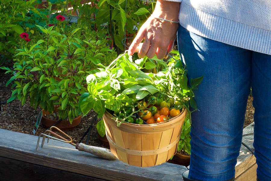 fresh vegetables in basket from garden