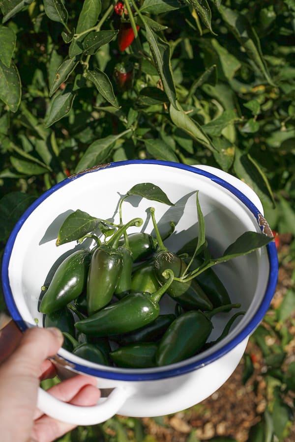 abundance of jalapeño peppers in garden