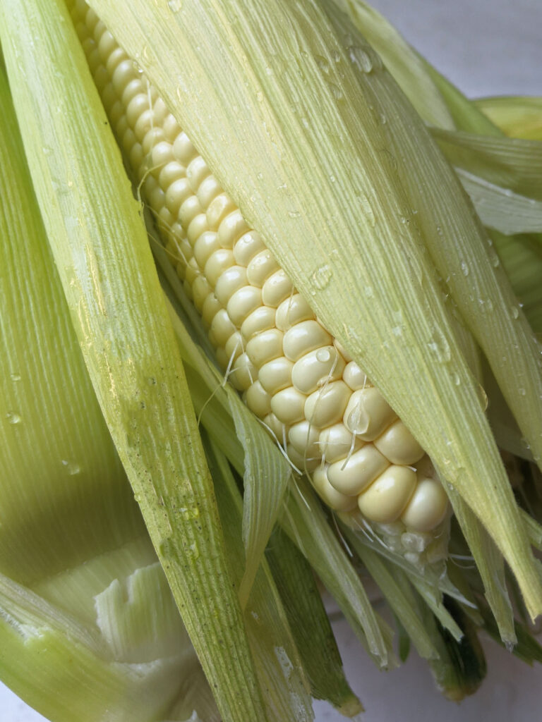 close up of corn on the cob